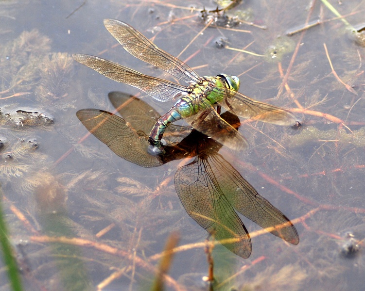 Anax imperator